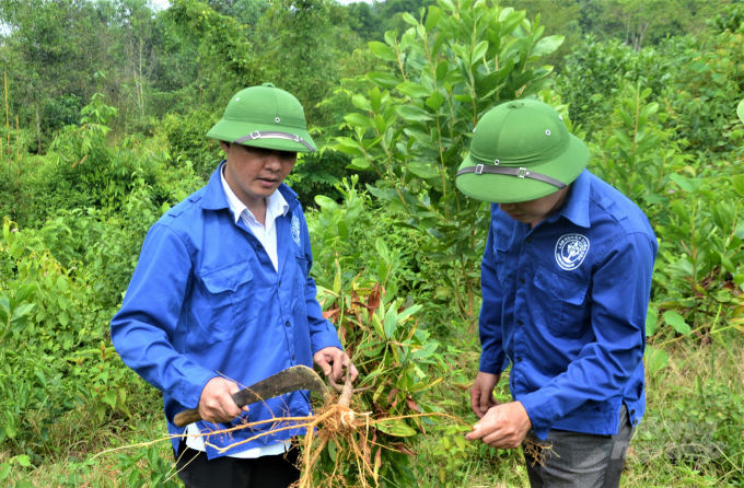Một số diện tích rừng ở Tuyên Quang đang ở chu kỳ thứ 3, thứ 4 cho thu hoạch xuất hiện tình trạng nấm bệnh trong lòng đất cũng là một khó khăn đang được tỉnh tìm cách tháo gỡ. Ảnh: Đào Thanh.