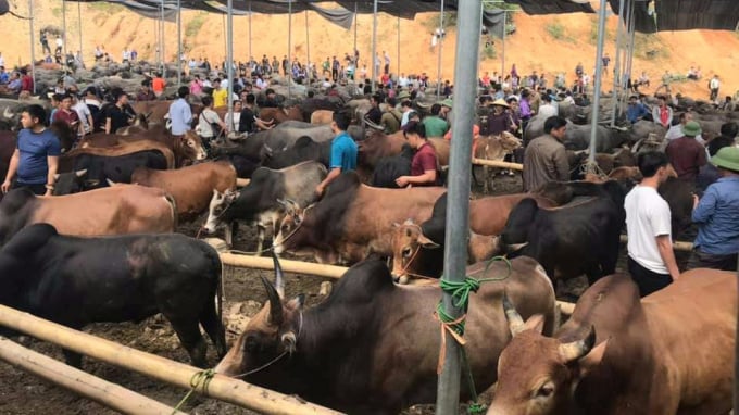 Hàng ngàn con trâu, bò tập trung tại mỗi chợ phiên xã Nghiên Loan. Ảnh: Toán Nguyễn.