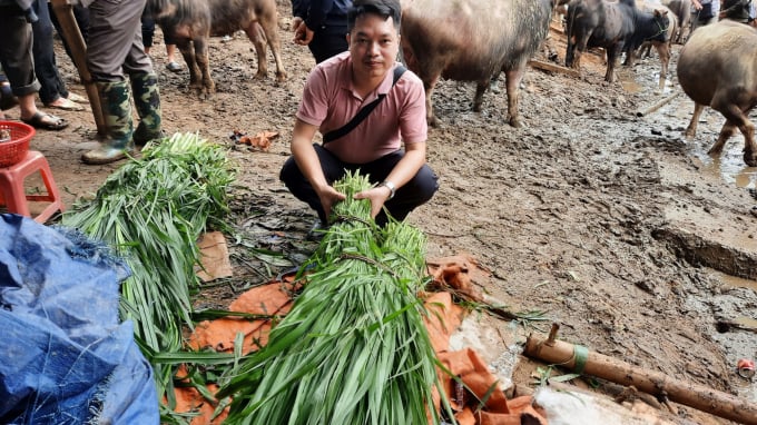 Mỗi bó cỏ voi như thế này ở chợ trâu, bò Nghiên Loan sẽ có giá là 10.000 đồng. Ảnh: Toán Nguyễn. 