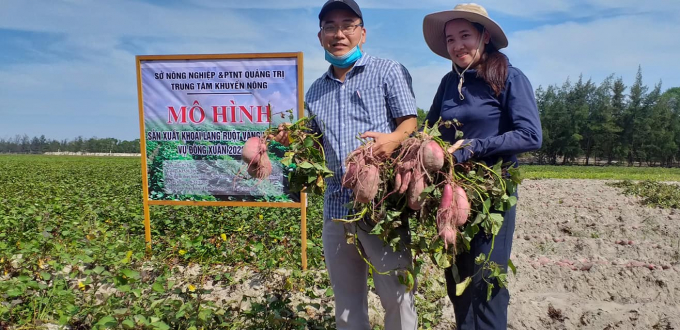 Mô hình trồng khoai lang ở vùng đất cát ven biển Quảng Trị đã cho kết quả rất khả quan. Ảnh: PVT.