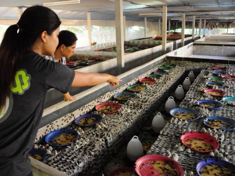 Hiện Thái Lan đã có trên 20.000 trang trại nuôi dế làm thực phẩm, tạo thu nhập và việc làm ổn định cho cộng đồng dân cư các vùng nông thôn nghèo. Ảnh: ScienceNordic