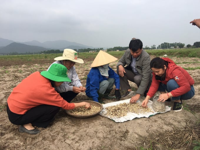 Hành tăm cho hiệu quả khá tốt được trồng tại xã Vượng Lộc (Can Lộc, Hà Tĩnh). Ảnh: Thái Thơm.