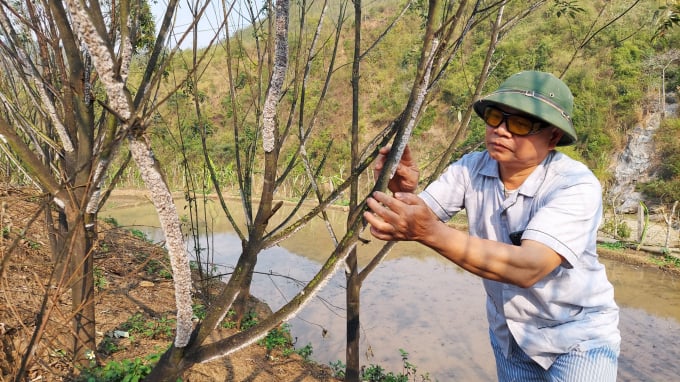 Ông Hà Văn Huân, Khu 3, Thị trấn Mường Lát, người có 500 cây đậu thiều đã thả cánh kiến đỏ sắp đến ngày thu hoạch. Ảnh: Võ Dũng.