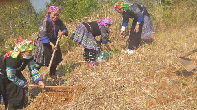 Người dân huyện Mù Cang Chải trồng hoa tớ dầy tạo cảnh quan môi trường. Ảnh: Trần Phượng.