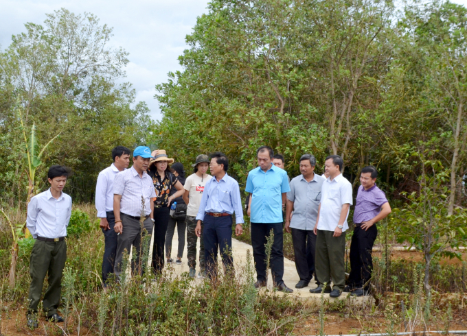 Lãnh đạo tỉnh Phú Yên tham quan rừng trồng gỗ lớn của Công ty TNHH MTV Bảo Châu Phú Yên ở xã An Thọ, huyện Tuy An. Ảnh: Chung Ngọc.