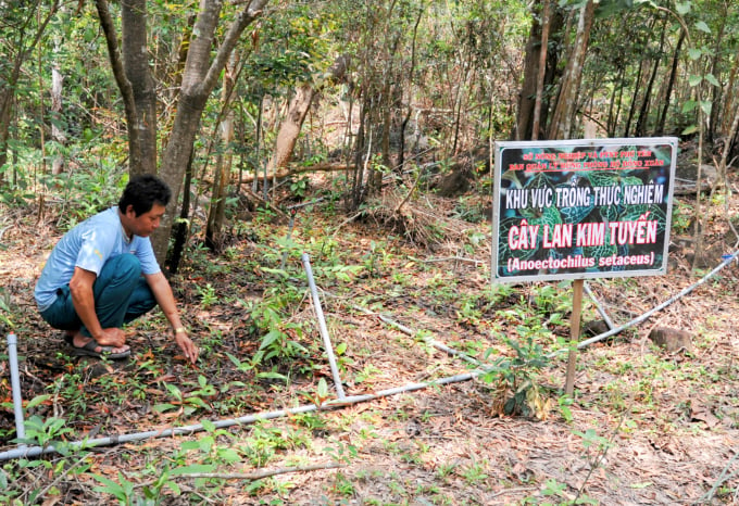 Ban quản lý Rừng phòng hộ Đồng Xuân trồng thực nghiệm cây lan kim tuyến, kết hợp với chiến lược rừng gỗ lớn. Ảnh: Chung Ngọc.