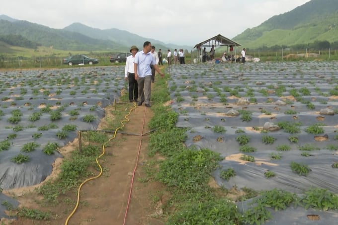 Mô hình trồng sâm Bố Chính ở huyện vùng cao Đăkrông, tỉnh Quảng Trị. Ảnh: CĐ.
