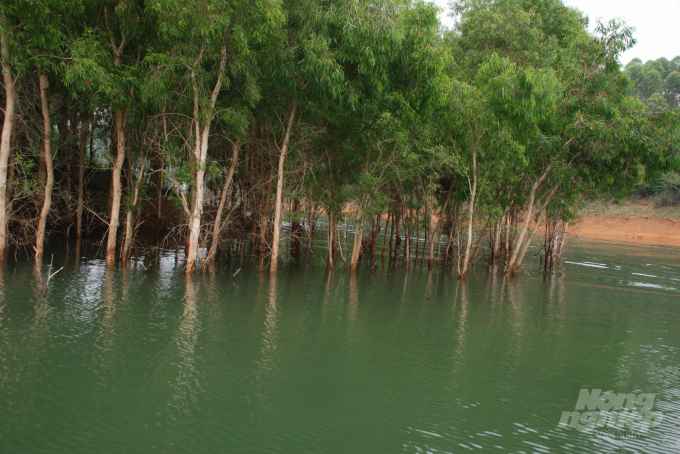 Cây tràm nước ngọt được trồng trên hồ Thác Bà năm 2001. Ảnh: Thái Sinh.