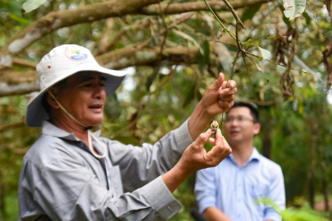 Nhiều nông dân tại Bình Phước lo lắng vì loài bọ cánh cứng tiếp tục gây hại trên cây trồng và làm đảo lộn cuộc sống sinh hoạt. Ảnh: TT. 