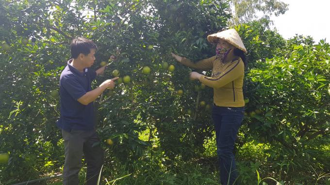 Khâu quản lý, cung ứng giống cây có múi đảm bảo chặt chẽ về chất lượng được tỉnh Phú Yên đặc biệt chú trọng trong quá trình phát triển cây ăn quả. Ảnh: Mạnh Hoài Nam.