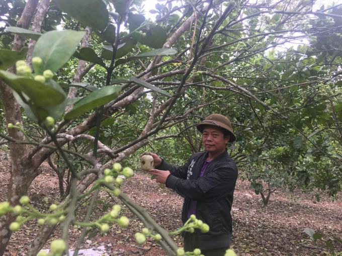 Anh Tạ Đăng Phước, nông dân sản xuất kinh doanh giỏi, thu nhập hàng trăm triệu đồng từ vườn bưởi.  Ảnh: Đồng Văn Thưởng.