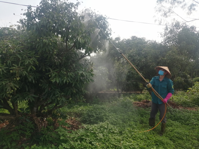 Các hộ trồng bám sát vườn, phát hiện và phòng trừ kịp thời, đảm bảo vụ vải đạt năng suất và chất lượng cao. Ảnh: Trung Quân.