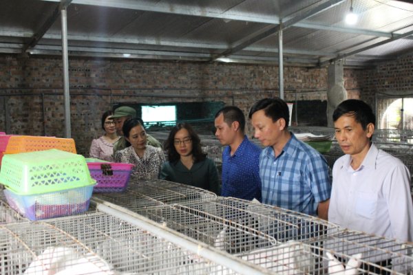 Bà Nguyễn Thị Kim Anh  (thứ tư từ phải) thăm điểm trình diễn mô hình liên kết nuôi thỏ New Zealand. Ảnh: TL.