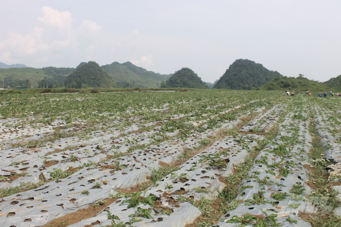 Một cơ sở sản xuất cây dược liệu tại huyện Quản Bạ, tỉnh Hà Giang. Ảnh: Lê Hoàn.