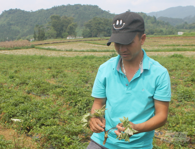 Dù đã có những bước tiến, song việc trồng cây dược liệu ở Hà Giang vẫn chưa thực sự phát triển xứng với tiềm năng. Ảnh: Lê Hoàn.