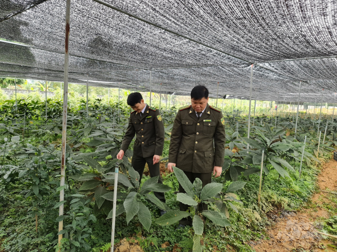 Một cơ sở sản xuất cây dược liệu giống tại Hà Giang. Ảnh: Đào Thanh.