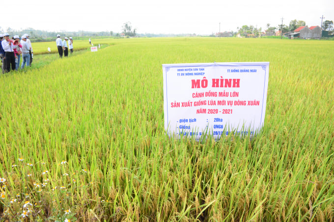 Mô hình cánh đồng mẫu lớn trong sản xuất lúa ở thôn Bình Nam, xã Tịnh Bình, Sơn Tinh, Quảng Ngãi. Ảnh: Thu Phượng.