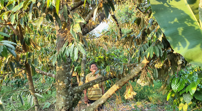 Chỉ với 34 cây sầu riêng trồng xen trên vườn cà phê, đã giúp ông Trần Văn Bình, Phó chủ tịch Hội Cựu chiến binh xã Yang Mao thu được tới 74,7 triệu đồng. Ảnh: Tùng Lâm.