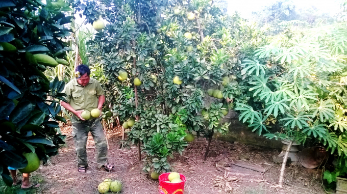 Bưởi Diễn là sự lựa chọn tốt để thay thế các cây trồng già cỗi, kém hiệu quả trên đất đồi bạc màu ở Phú Thọ. Ảnh: Nguyễn Thế Lượng.