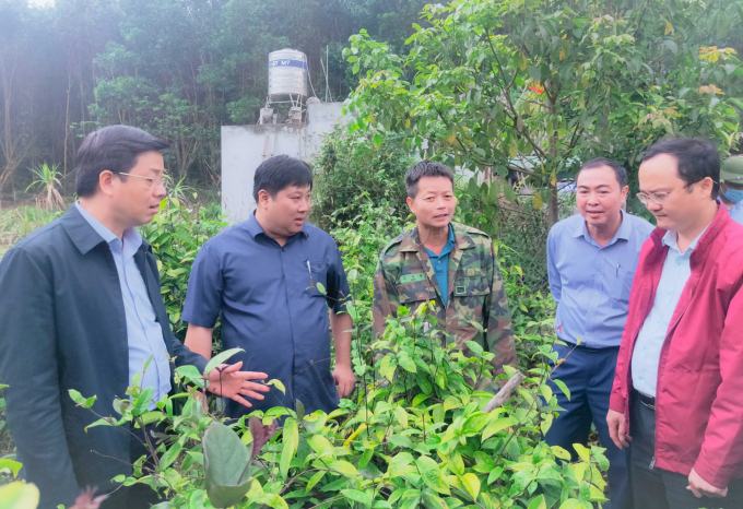 Lãnh đạo Sở NN-PTNT và huyện Ba Chẽ kiểm tra vùng trồng cây dược liệu. Ảnh: Anh Thắng.