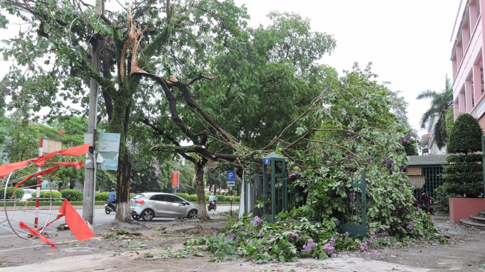 Mưa giông cũng đã khiến cho nhiều cây xanh, hoa màu, cây lâm nghiệp và tài sản của người dân bị thiệt hại. Ảnh: TN.