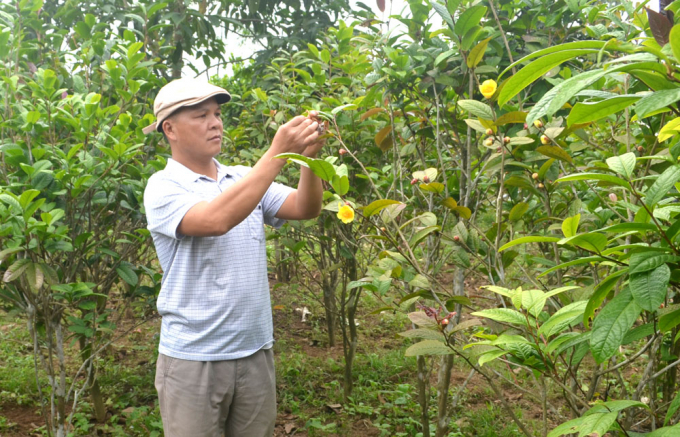 Ông Nịnh Văn Trắng, Giám đốc Công ty Kinh doanh lâm sản Đạp Thanh (xã Đạp Thanh, huyện Ba Chẽ, Quảng Ninh) là người đi đầu trong việc khôi phục và phát triển cây trà hoa vàng tại địa phương. Ảnh: Thành Công.