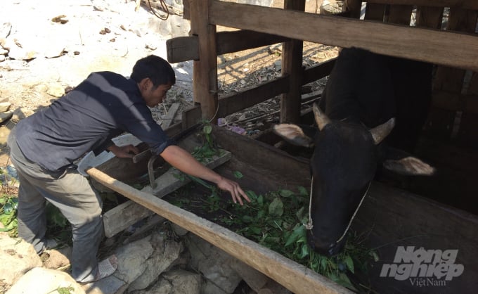 Con bò là tài sản giá trị nhất của gia đình anh Đặng Phụ Phâu, dân tộc Dao đỏ, xóm Ngàm Vạng. Ảnh: Công Hải.