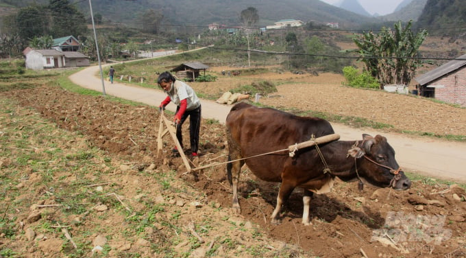 Người dân xã Yên Sơn chủ yếu sử dụng gia súc để cày kéo. Ảnh: Công Hải.