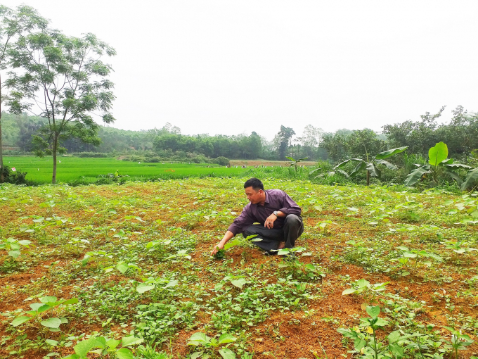 Cây gai xanh đang phát triển rất tốt tại xã Phượng Vỹ (huyện Cẩm Khê, Phú Thọ). Ảnh: Mạnh Thuần.