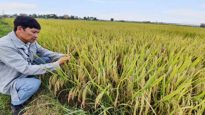 Nhiều bộ giống lúa chất lượng cao được đưa vào sản xuất ở Quảng Bình cho năng suất cao. Ảnh: N.Tâm.