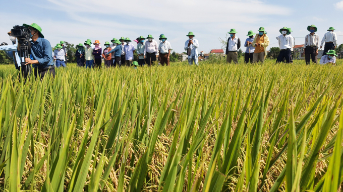 Giống lúa chất lượng cao sẽ tạo cho nông nghiệp Quảng Bình có hiệu quả cao hơn trong sản xuất. Ảnh: N.Tâm