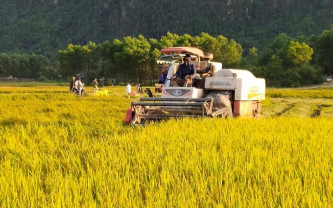 Nông dân Quảng Bình thu hoạch lúa đông-xuân được mùa, được giá. Ảnh: T. Linh