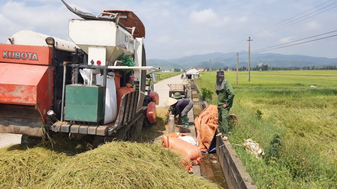 Khẩn trương thu hoạch lúa đông xuân để triển khai vụ hè thu ở huyện Quảng Ninh. Ảnh: N.Tâm.