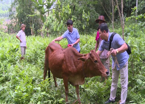 Ngành chức năng huyện Lục Yên kiểm tra bò mắc viêm da nổi cục tại xã Minh Tiến. Ảnh: Khắc Điệp.