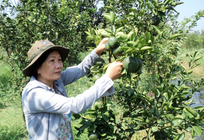 Những năm qua tỉnh Hậu Giang đã mạnh dạng chuyển đổi 1.000 ha vườn tạp, kém hiệu quả sang trồng cây có múi và các loại cây trồng khác có giá trị kinh tế cao. Ảnh: Đào Chánh.