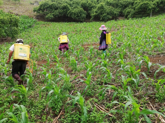 Việt Nam sẽ dừng hoàn toàn việc sử dụng thuốc trừ cỏ Glyphosate từ sau ngày 30/6/2021. Ảnh: Lê Bền.