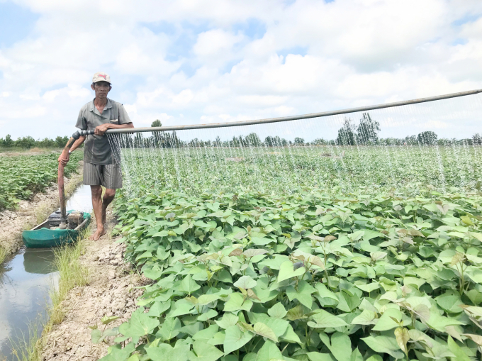 Nông dân trồng khoai ở Bình Tân lo lắng khi giá khoai giảm sâu kéo dài. Ảnh: Minh Đảm.