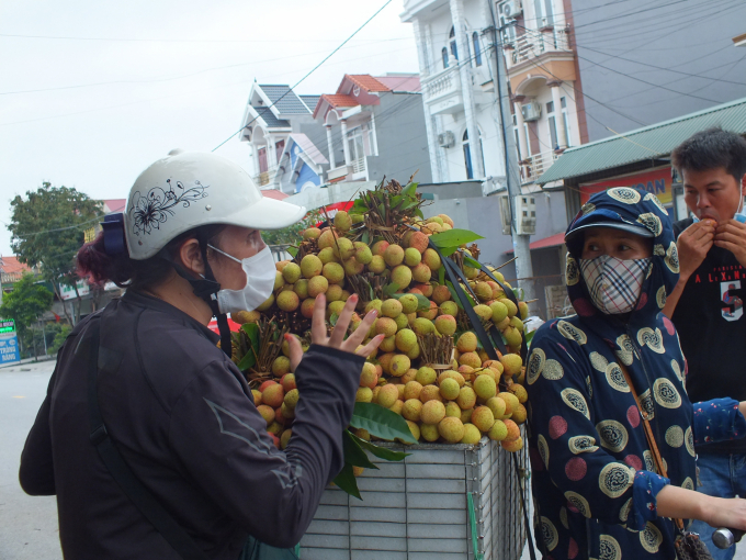 Năm nay, vải đồng đều, mã đẹp, ít sâu bệnh, giá đầu mùa tương đương như các năm. Ảnh: Lê Bền.