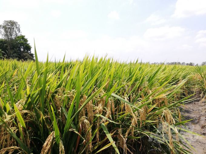 Giống lúa OM 9582 là giống thuần, đẻ nhánh khỏe, bông dài, nhiều gié, cứng cây, chịu phèn và mặn, chất lượng gạo khá, năng suất trung bình đạt 8 - 9 tấn/ha. Ảnh: Lê Hoàng Vũ.