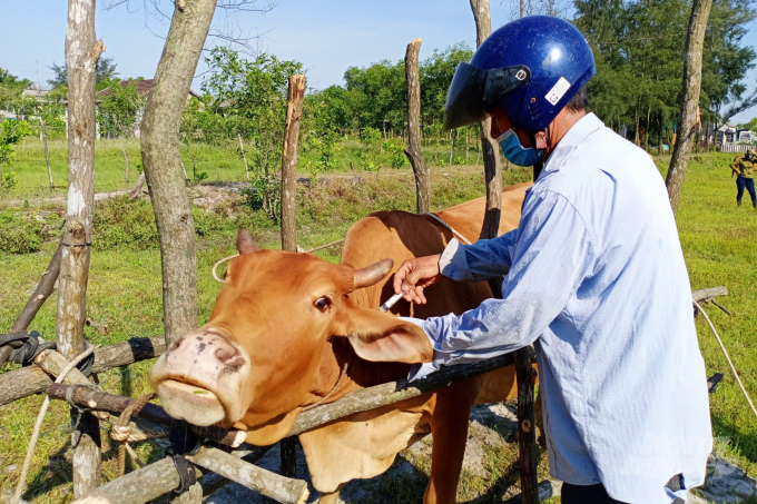 Tiêm phòng vacxin viêm da nổi cục cho đàn trâu bò ở xã Hải An, huyện Hải Lăng (Quảng Trị). Ảnh: CĐ.