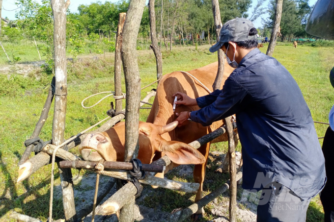 Sẽ có hơn 80% trong tổng đàn 75.000 con trâu bò của tỉnh Quảng Trị sẽ được tiêm phòng vacxin viêm da nổi cục. Ảnh: CĐ.