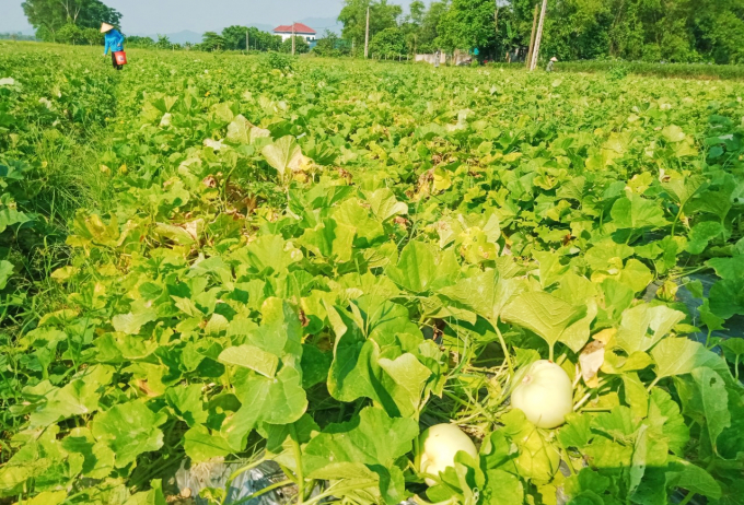 Năm nay người dân xã Tân Lâm Hương, Thạch Hà, Hà Tĩnh được mùa, được giá dưa lê. Ảnh: Hoàng Thanh.