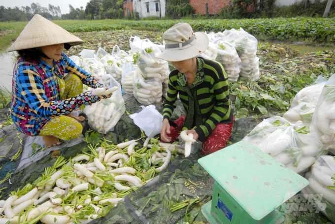 Sản xuất nông nghiệp hiện nay thường gặp khó khăn do lãi thấp, chính vì vậy nhiều người dân nông thôn ở ĐBSCL chọn con đường mới là lên thành thị tìm việc làm. Ảnh: Lê Hoàng Vũ.