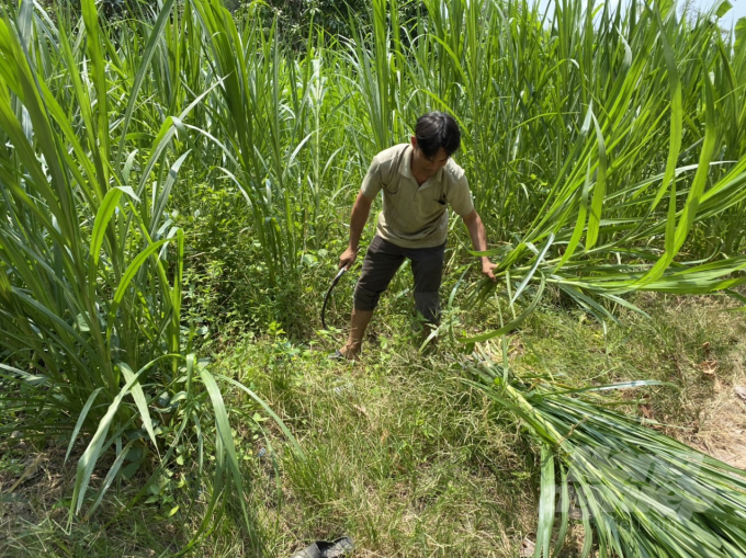 Anh Phạm Trường Sơn (ở xã Bình Thủy, huyện Châu Phú, An Giang) đã quen với công việc cắt cỏ cho bò ăn. Đây là khoảng thời gian anh phụ giúp gia đình sau khi nghỉ việc công ty ở Đồng Nai. Ảnh: Lê Hoàng Vũ.