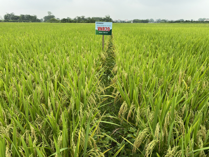 Lúa tại các thửa ruộng khảo nghiệm sắp vào vụ thu hoạch. Năng suất hứa hẹn khoảng 7,5 tấn/ha. Ảnh: Bảo Thắng.