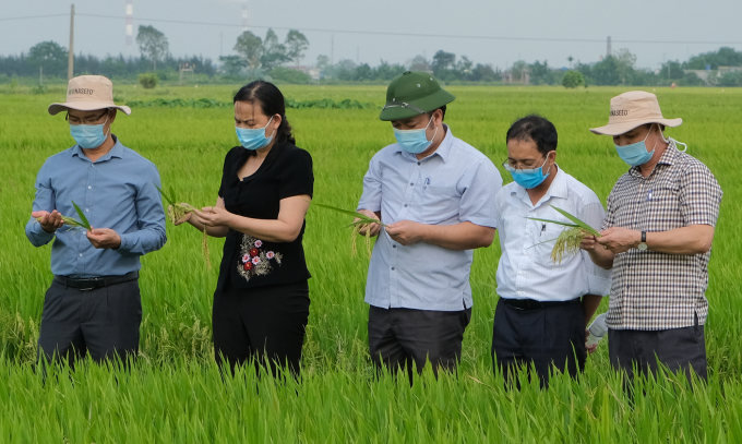 Lãnh đạo nông nghiệp tỉnh Thái Bình và huyện Đông Hưng đánh giá hiệu quả lúa VNR20 trên thửa ruộng khảo nghiệm tại xã Đông Tân. Ảnh: Bảo Thắng.