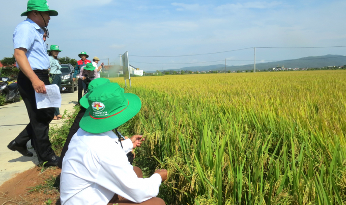 Lãnh đạo Sở NN-PTNT Phú Yên kiểm tra và đánh giá rất cao mô hình sản xuất lúa theo hướng hữu cơ tại các địa phương trong tỉnh ở vụ đông xuân 2020 - 2021. Ảnh: MHN.