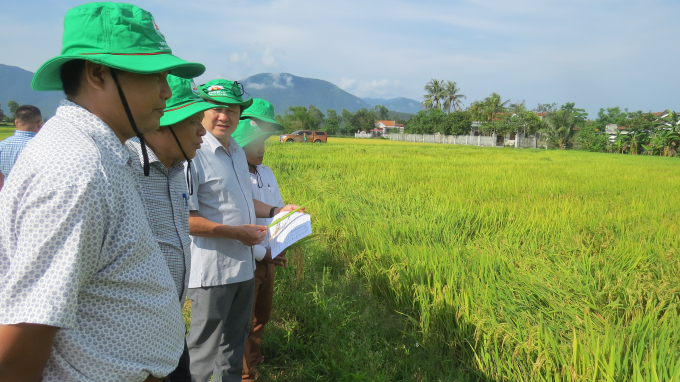 Phú Yên chủ trương sẽ đẩy nhanh diện tích lúa áp dụng theo quy trình sản xuất theo hướng hữu cơ trong thời gian tới. Ảnh: MHN. 