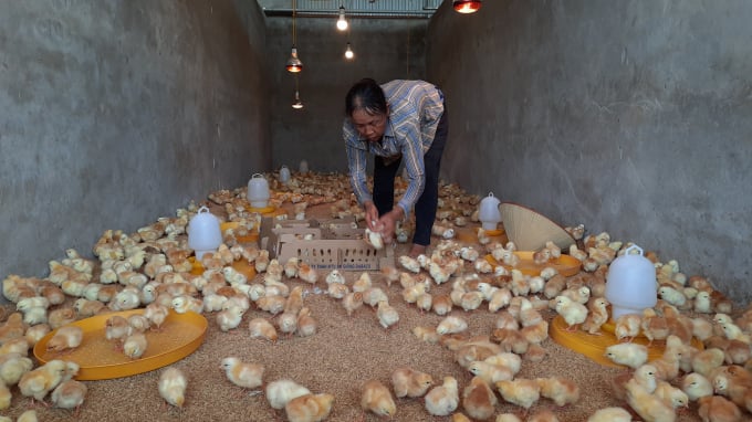 With the sharp decrease in the total herd in Q1 and Q2, it is likely that by the end of 2021, there will be a risk of poultry productions shortage. Photo: Nguyen Huan.