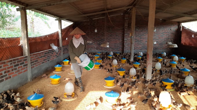 The poultry industry is facing unprecedented difficulties. Photo: Nguyen Huan. 